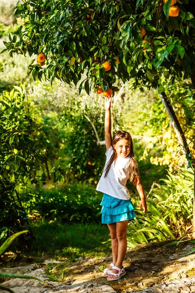 Приємна маленька дівчинка збирає свіжі стиглі апельсини в сонячному апельсиновому саду в Італії. — стокове фото
