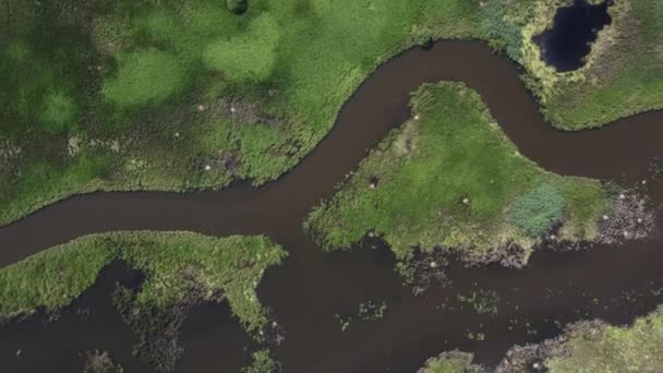 Rivier in het veld, groene grasvallei aan de oever van de rivier antenne. Niemand natuur landschap op de lente zon dag. Natuurlijke schoonheid. Landelijke groene velden in het bos. Landbouwareaal aan de kust — Stockvideo