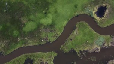 Sabah yaz manzarası. Güzel doğa, nehri olan çayır..