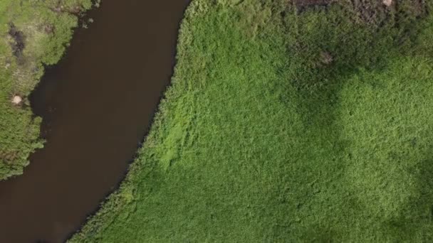 Paisaje de verano. Hermosa naturaleza, prado con un río. — Vídeo de stock