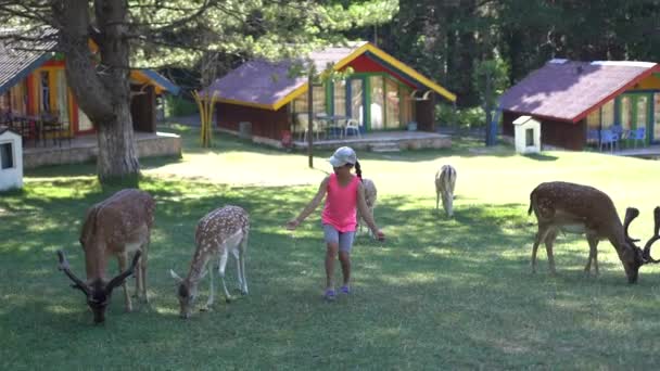 Děti si hrají v kontaktní zoo. Holčičky krmí roztomilého jelena. Roztomilé dívky — Stock video