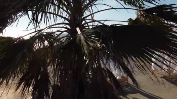 Palmiye ağacı kumlu sahil gündoğumu — Stok video