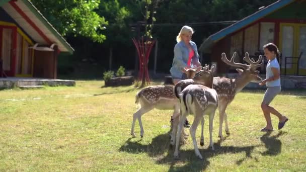 Děti si hrají v kontaktní zoo. Holčičky krmí roztomilého jelena. Roztomilé dívky — Stock video