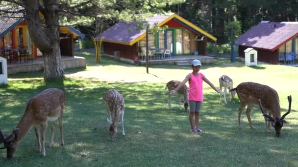 Hand van schattig klein meisje voeden Roe Deer in een park — Stockvideo