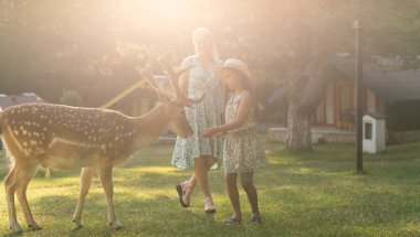 Mutlu genç anne ve kızı hayvanat bahçesinde güzel geyikleri besliyor.
