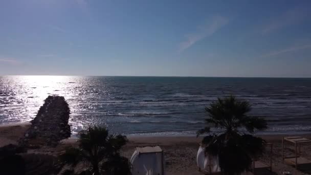 Palmera playa arenosa amanecer — Vídeos de Stock