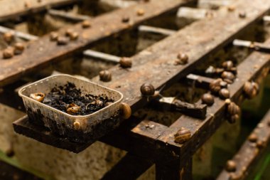 Salyangozlar için yakın çekim çiftliği.