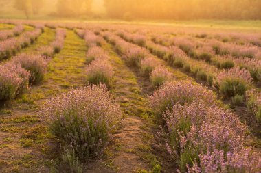 Lavanta tarlasının güzel görüntüsü Yaz günbatımı manzarası
