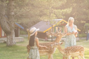 Çocuk hayvanat bahçesinde geyik besliyor. Çocuklar dışarıdaki hayvanları besler. Çiftlikte ren geyiğini izleyen küçük bir kız. Çocuk ve evcil hayvan. Hayvanat bahçesine yaz tatili. Geyik sürüsü.
