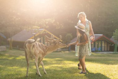 tapılası çocuk çiftlikte geyik besliyor. Hayvanat bahçesinde hayvan besleyen güzel bir bebek. Heyecanlı ve mutlu bir aile haftasonu.
