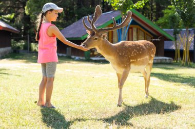 Heyecan verici bir deneyim. Şirin küçük bir kız, hayvanat bahçesinde ailesiyle harika vakit geçirirken genç geyikleri yiyecekle okşayıp izliyor. Ulusal Park. Hayvanlar