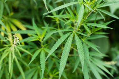 Esrar Dokusunu Marihuana Yaprak Yığını Arkaplanı Düz Vintage Biçimli