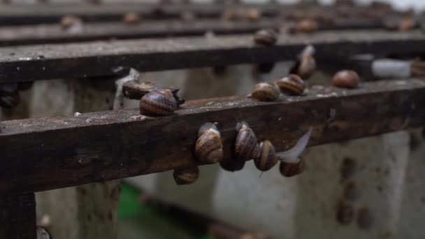 Großbauernhof für Schnecken. — Stockvideo