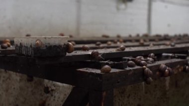 Salyangozlar için yakın çekim çiftliği.