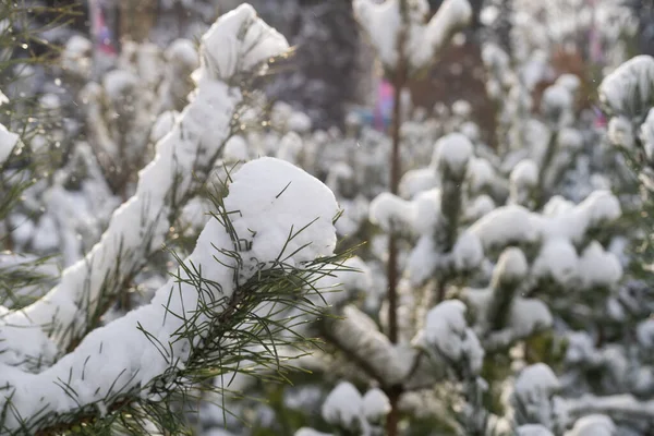Яскравий зимовий пейзаж з засніженими сосновими деревами — стокове фото