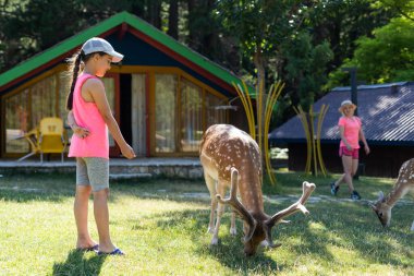 Geyiği besleyen ve ona sarılan genç bir kızın fotoğrafı.