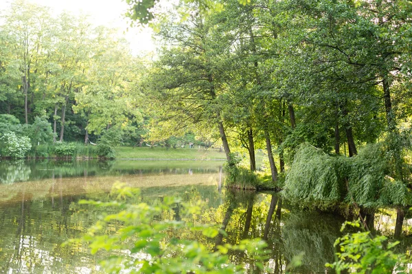 魅力的な庭の池、苔で覆われた石、木や茂みが並んでいます。池の水の虹彩が装備。裏庭に座っている。春の小さな自然庭園湖. — ストック写真