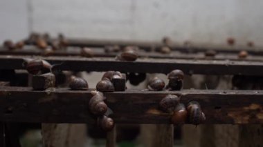 Salyangoz havyarını toplamak ve işlemek için sera. Salyangoz çiftliği.