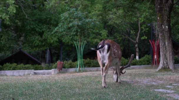 Sett rådjur i nationalparken äter grönt gräs på sommaren, närbild. Unga hankön med horn betar på petting zoo i Europa — Stockvideo