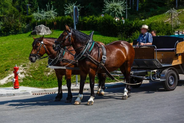 Horse wagon on the meadow in village — Stock Photo, Image