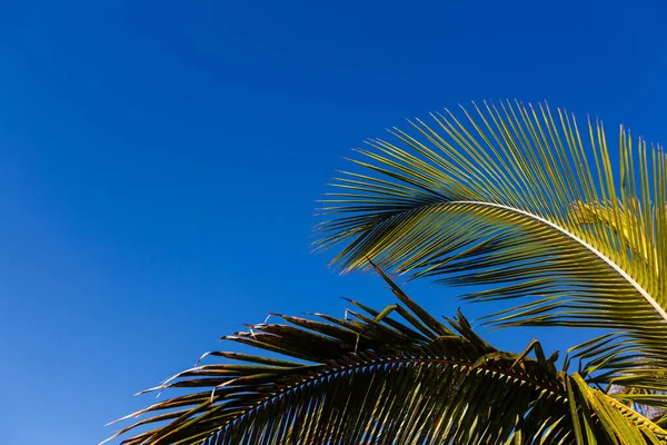 Kokosové palmy s modrou oblohou, krásné tropické pozadí — Stock fotografie