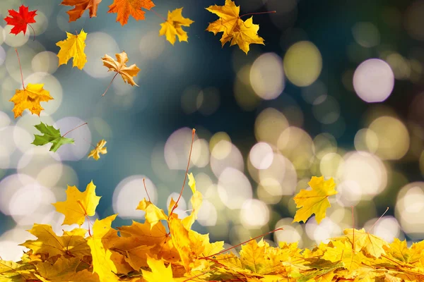 Autumn Sale banner background with leaves — Stock Photo, Image