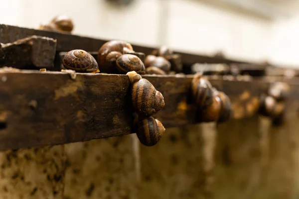 Granja de primer plano para caracoles en crecimiento. — Foto de Stock