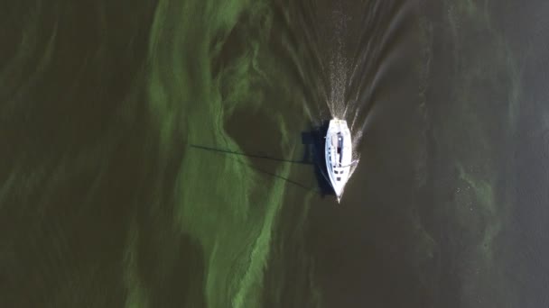 Vattenförorening genom blommande blågröna alger - Cyanobakterier är världens miljöproblem. Vattendrag, floder och sjöar med skadliga algblomningar. Ekologibegreppet förorenad natur. — Stockvideo