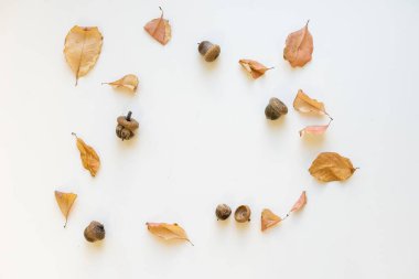 Farklı büyüklükte sonbahar meşe yaprakları, meşe palamutları ve beyaz arka planda izole edilmiş yabani gül meyveleri..