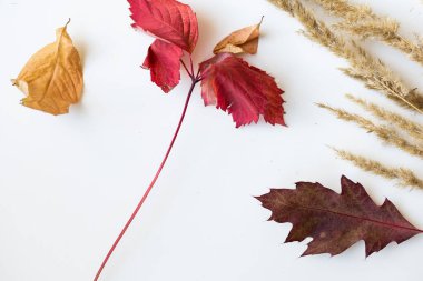 Beyaz arka planda kurumuş yapraklar ve kabarık dikenler. Boşluğu kopyala