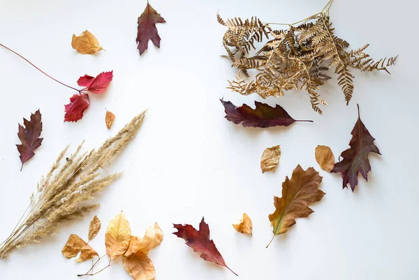Beyaz arka planda kurumuş yapraklar ve kabarık dikenler. Boşluğu kopyala