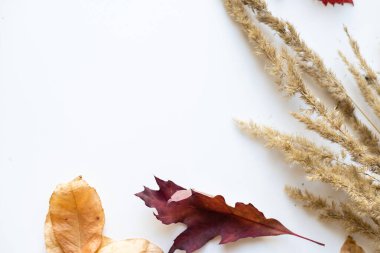 Beyaz arka planda kurumuş yapraklar ve kabarık dikenler. Boşluğu kopyala