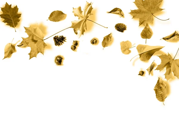 Composizione autunnale. Modello realizzato con foglie d'oro autunnali su sfondo bianco. Layout piatto, vista dall'alto, spazio di copia — Foto Stock