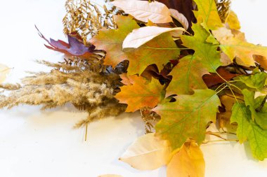 Beyaz arka planda kurumuş sonbahar yaprakları, düzlük, üst manzara