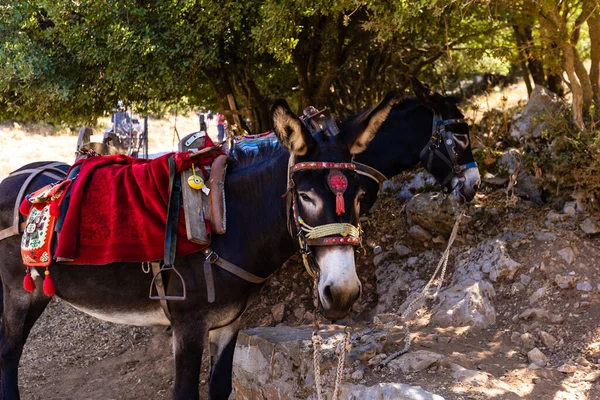 Eşek, şapkalı bir eşek, turistlere binmek için bir eşek bir dağda duruyor. Eşeği olan güzel bir manzara