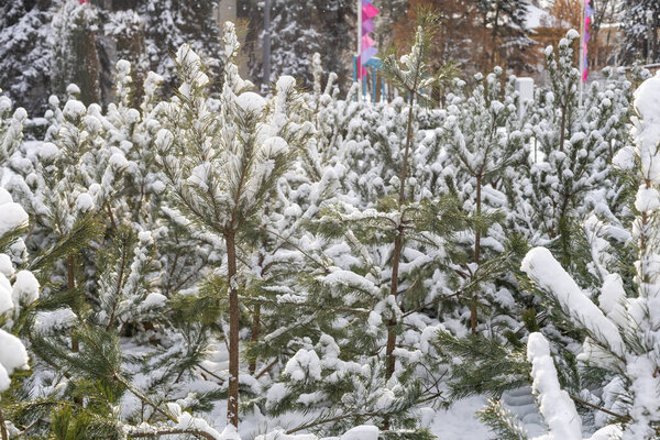 a pine tree branch covered in deep snow