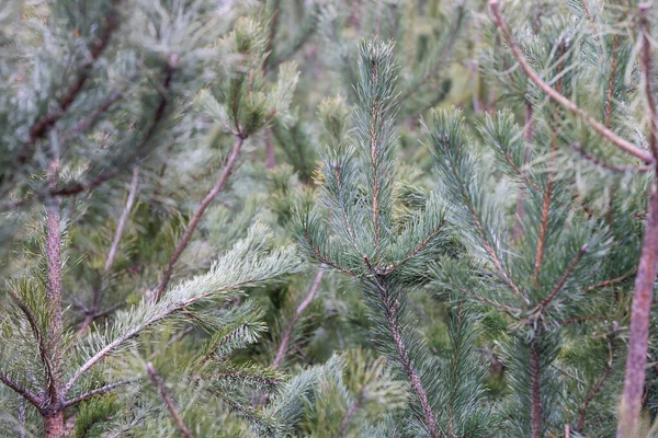 Vinter Säsong Utomhus Semester Evergreen julgran Tree Pine grenar täckt med snö och fallande snöflingor, Horisontell, Kopiera utrymme — Stockfoto