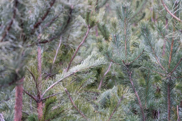 Jedlová větev a sněhové vločky - vánoční dovolená na pozadí — Stock fotografie