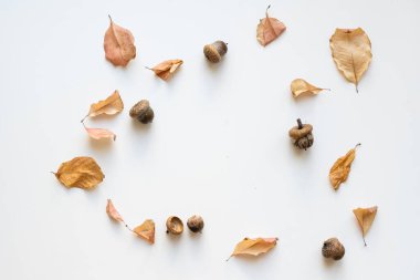 Beyaz arkaplanda kuru yapraklar, koniler ve meşe palamutları