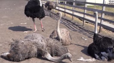 Çiftlikteki kuşhanenin çitlerinin arkasındaki Afrikalı devekuşu çimlerin üzerinde dinlenmek için uzandı. Üreme, yetiştirme.