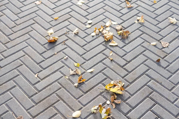 Τα φύλλα του φθινοπώρου σε ένα πλακόστρωτο δρόμο. Ιστορικό. — Φωτογραφία Αρχείου