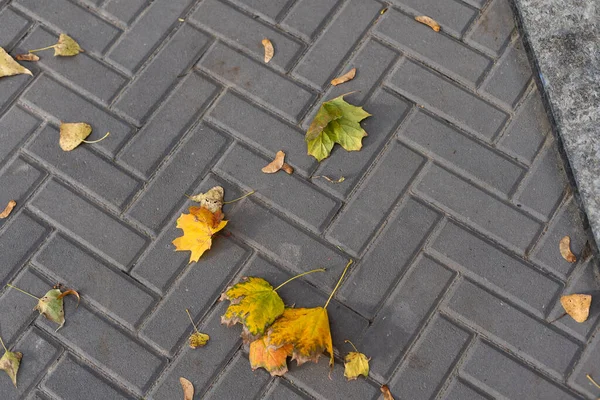 Herbstlaub auf einer Kopfsteinpflasterstraße. Hintergrund. — Stockfoto