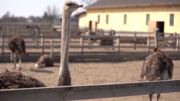 Des autruches derrière une clôture en bois. Ferme d'autruche. Les autruches errent librement — Video