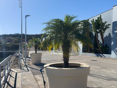 Mavi gökyüzüne karşı palmiye ağaçları, tropik kıyılarda palmiye ağaçları, hindistan cevizi ağacı, yaz ağacı. Yüksek kalite fotoğraf