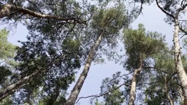 Video, dallarında güneş ışığı akan uzun çam ağaçlarını gösteriyor. Güneşin altın ışınları, yükselen ağaçların arasından süzülürken huzurlu ve güzel bir atmosfer yaratır. Yüksek kalite 4k görüntü
