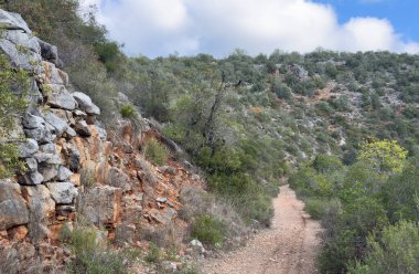Ormanda yürüyüş, çamurlu patika. Yüksek kalite fotoğraf