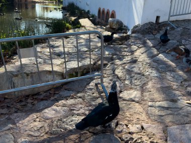 Algarve kırsalındaki geleneksel Alte köyündeki nehir plajı. Yüksek kalite fotoğraf