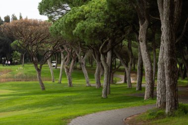 Sabahın erken saatlerinde ağaçlarla çevrili çimenli bir parkta yavaşça kıvrılan boş beton yürüyüş yolu. Yüksek kalite fotoğraf