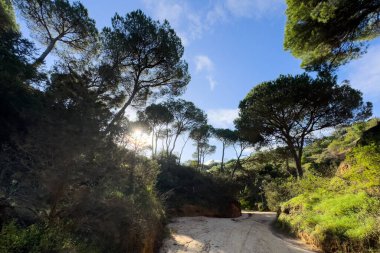 Parçalı bulutlu bir gökyüzünün altında yemyeşil ağaçlarla dolu kayalık bir uçurumun yanında doğa güzelliğinin özünü yansıtan manzaralı bir patika. Yüksek kalite fotoğraf