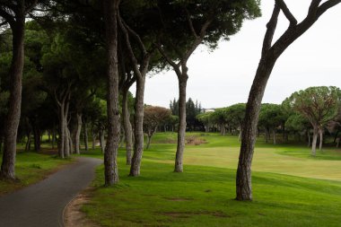 Sabahın erken saatlerinde ağaçlarla çevrili çimenli bir parkta yavaşça kıvrılan boş beton yürüyüş yolu. Yüksek kalite fotoğraf